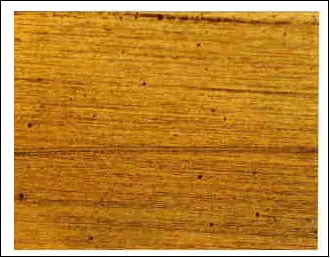 �ϐH�������ʎʐ^�@D1S