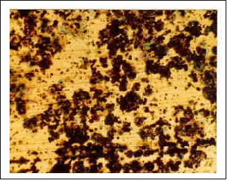 �ϐH�������ʎʐ^�@������