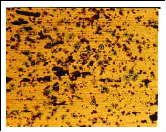 �ϐH�������ʎʐ^�@����